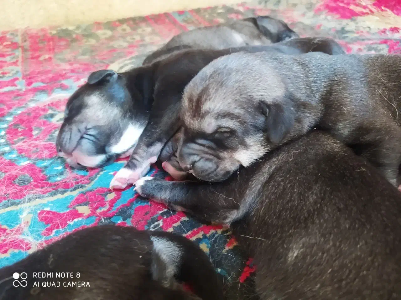 واگذاری توله میکس ژرمن ورک و مالینوا|سگ|آستانه اشرفیه, |دیوار