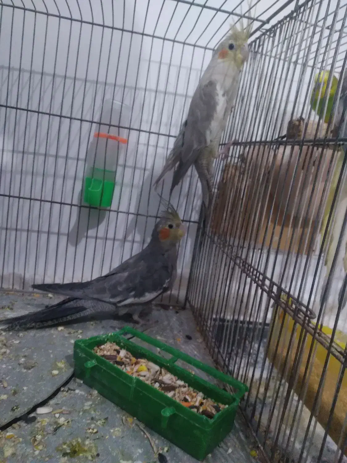 عروس هلندی|پرنده|زابل, |دیوار