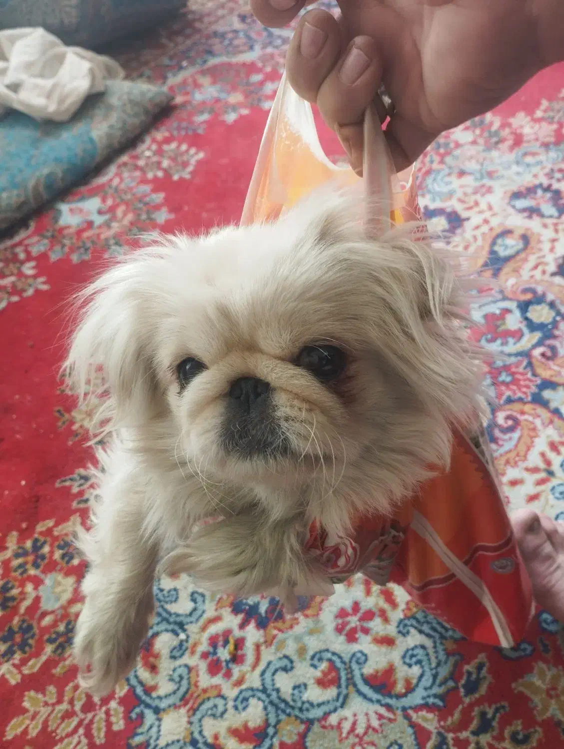 سگ گم شده|حیوانات|کرمانشاه, |دیوار