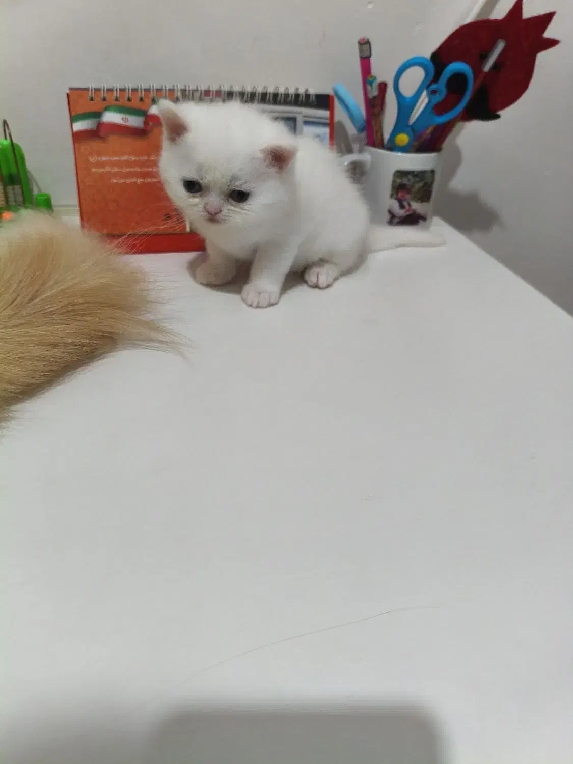 گربه اسکاتیش پرشین|گربه|رشت, حمیدیان|دیوار