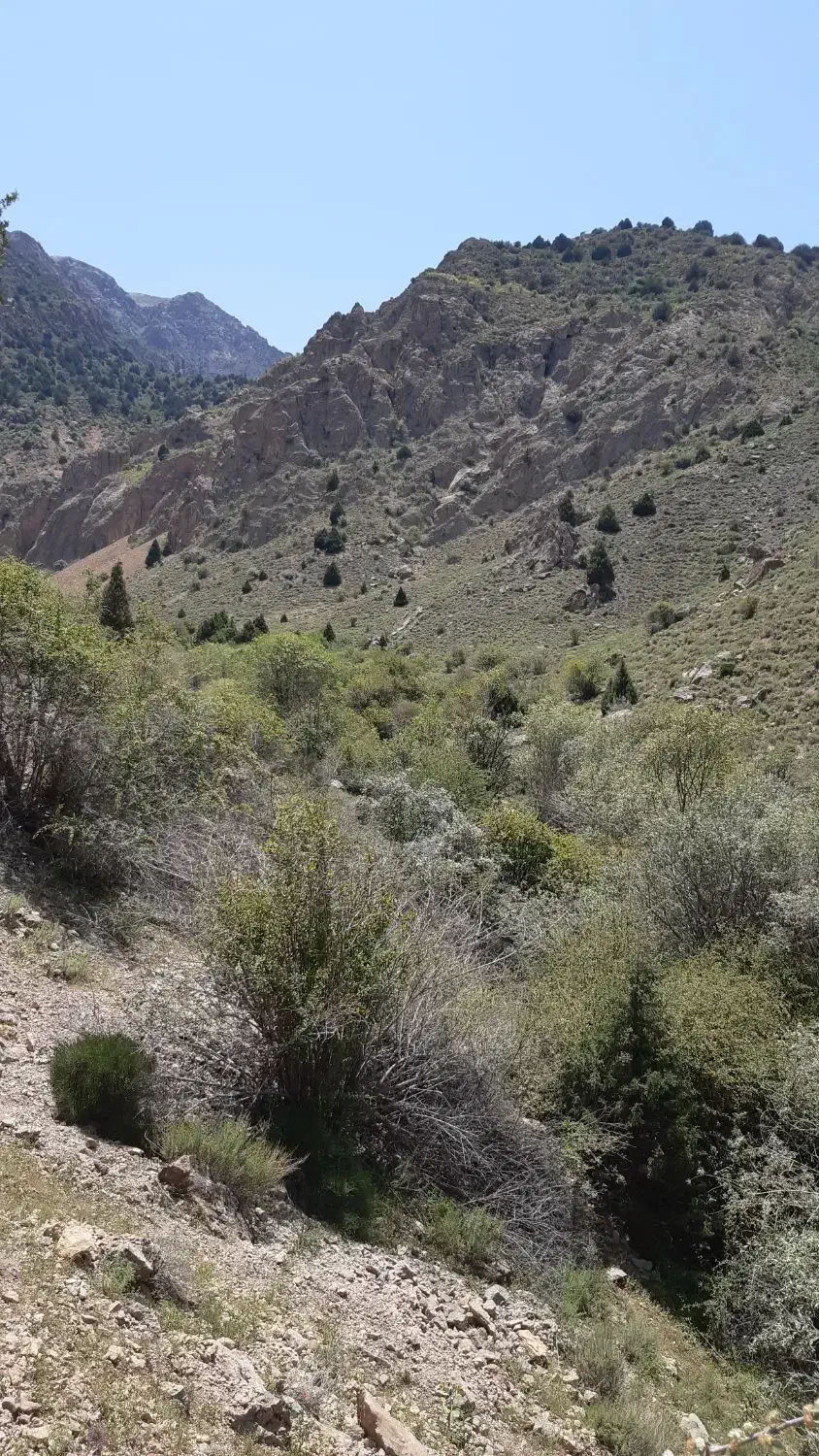 کاه دیمه|لوازم جانبی حیوانات|تربت جام, تیپ ۳۸ زرهی تربت جام|دیوار