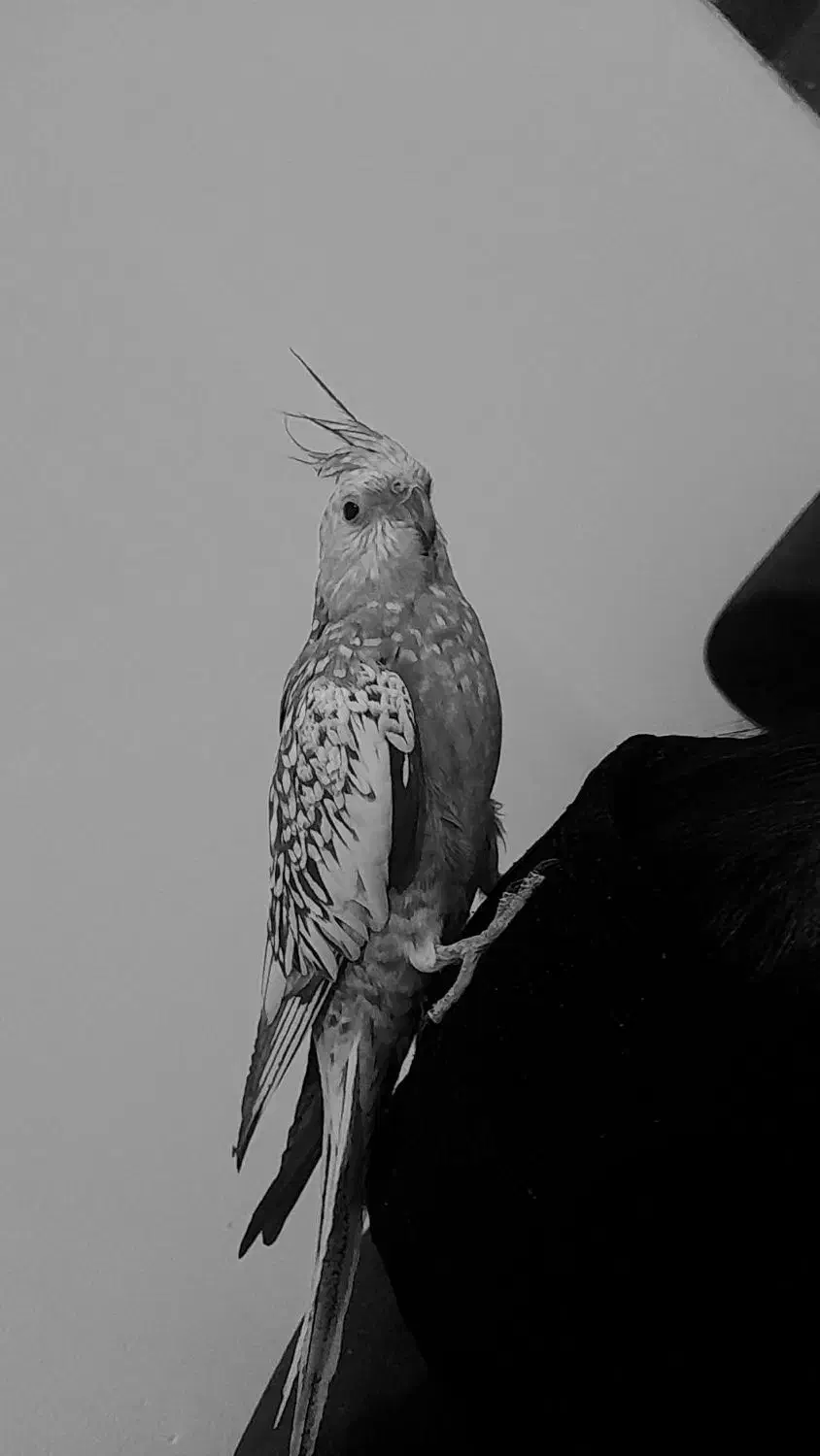 دو عدد جفت عروس هلندی|پرنده|شیراز, کوشک میدان|دیوار