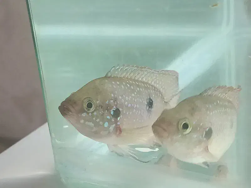 جوئل|ماهی|سلماس, |دیوار