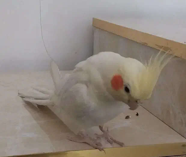 عروس هلندی لوتینو نر|پرنده|ری, فیروزآباد|دیوار