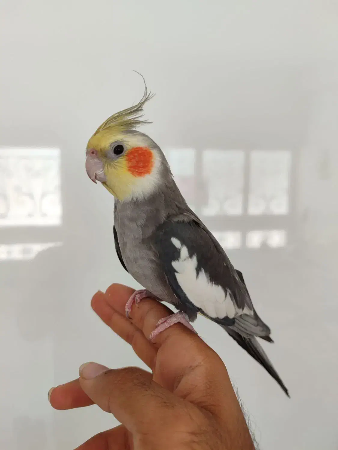 عروس خاکستری کاملا دستی و سخنگو پرحرف|پرنده|سبزوار, فرهنگیان|دیوار