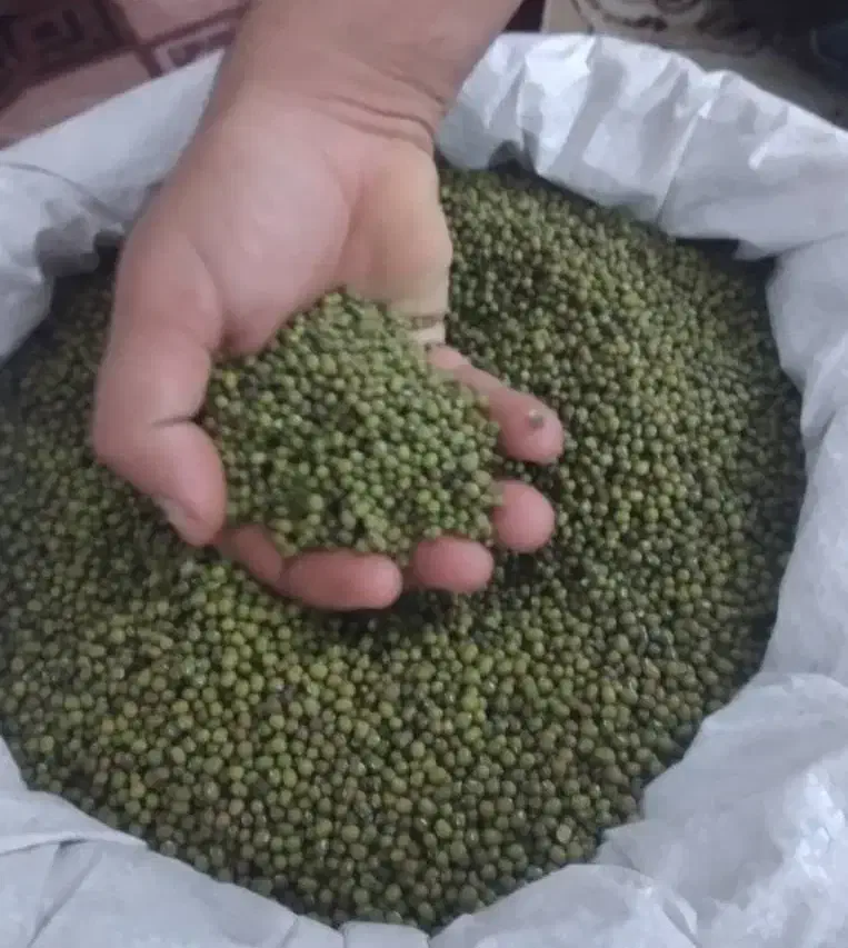 ماش ریز محلی درجه یک بوجار شده|خوردنی و آشامیدنی|گنبد کاووس, |دیوار