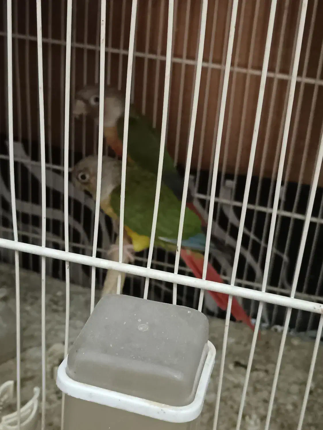 طوطی شاه ملنگو یک جفت طوطی گرینچیک یک جفت|پرنده|بیرجند, |دیوار