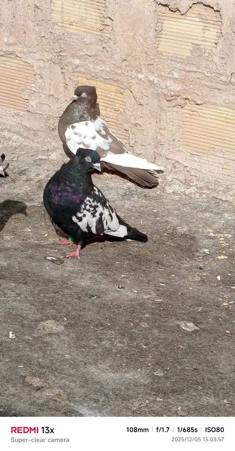 چهار جفت سینه پای هم جفتی 500پانصد|پرنده|زبرخان, |دیوار