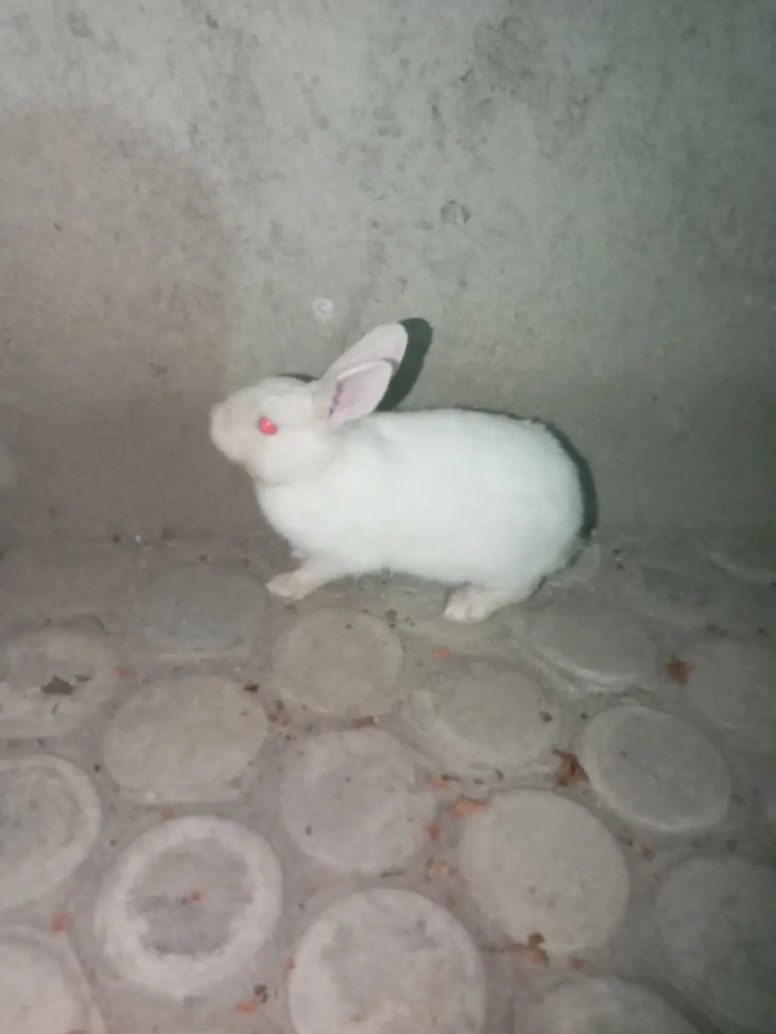 خرگوش|موش و خرگوش|تنکمان, |دیوار