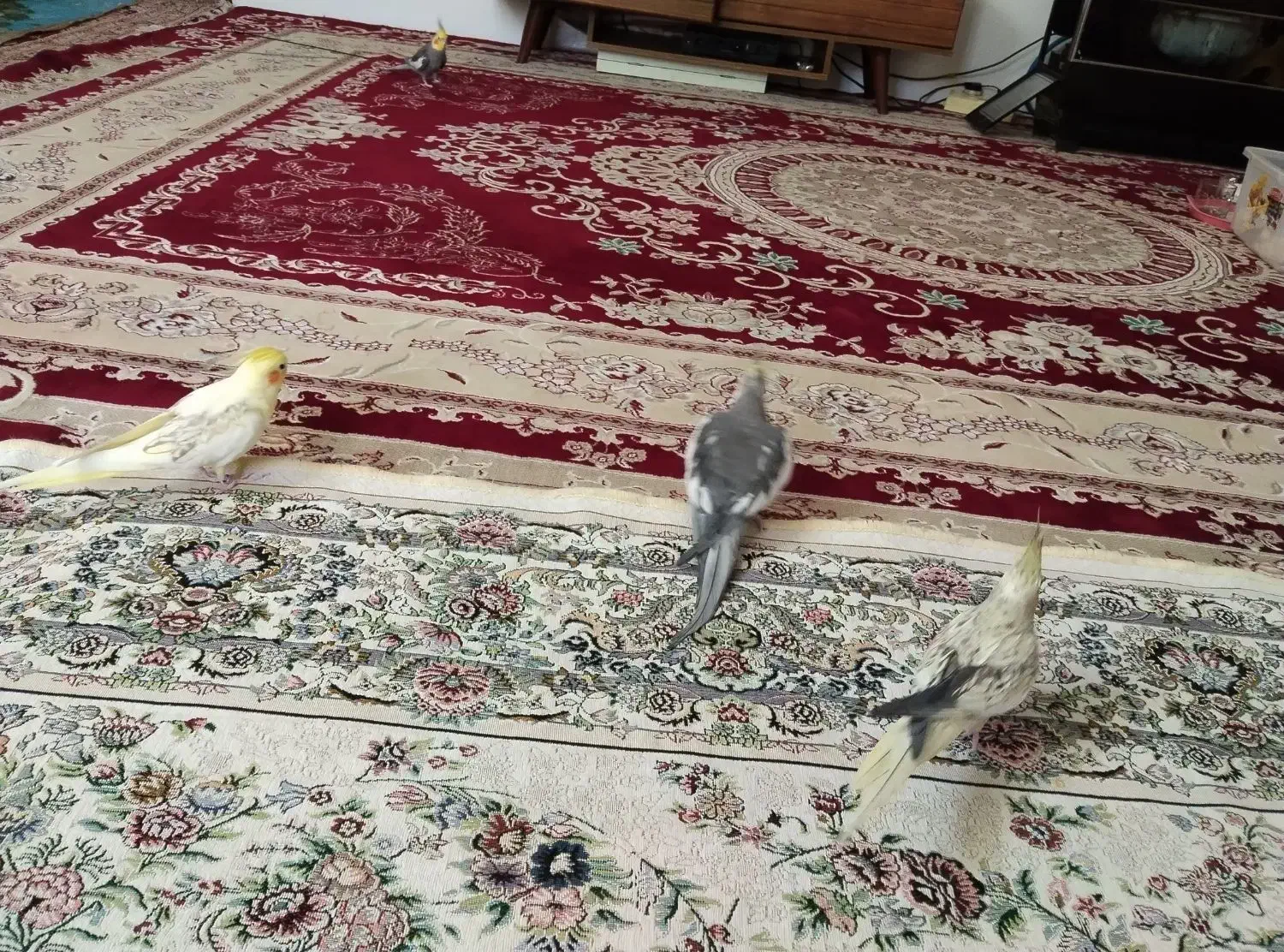 عروس هلندی|پرنده|سقز, |دیوار