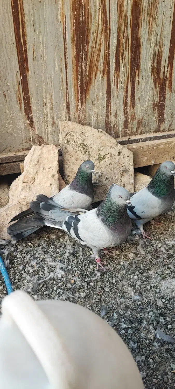 کبوتر سبز پرودولا نروماده|پرنده|بروجن, |دیوار