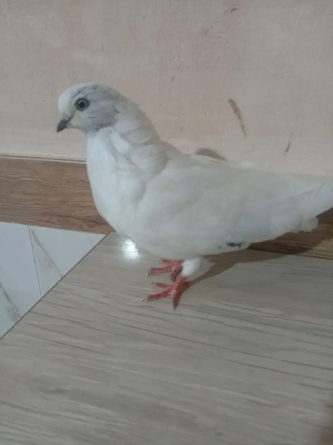 کبوتر|پرنده|آذرشهر, |دیوار