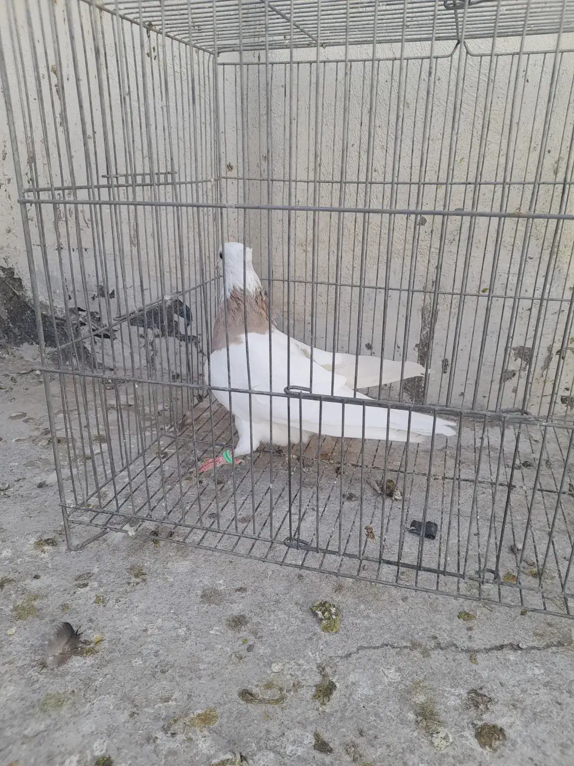 طوقی|پرنده|مبارکه, |دیوار