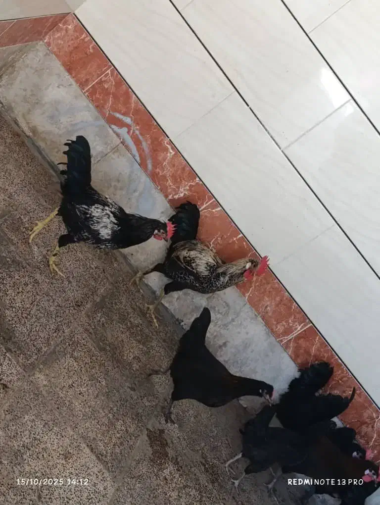 مرغ خروس|حیوانات مزرعه|بندر امام خمینی, |دیوار