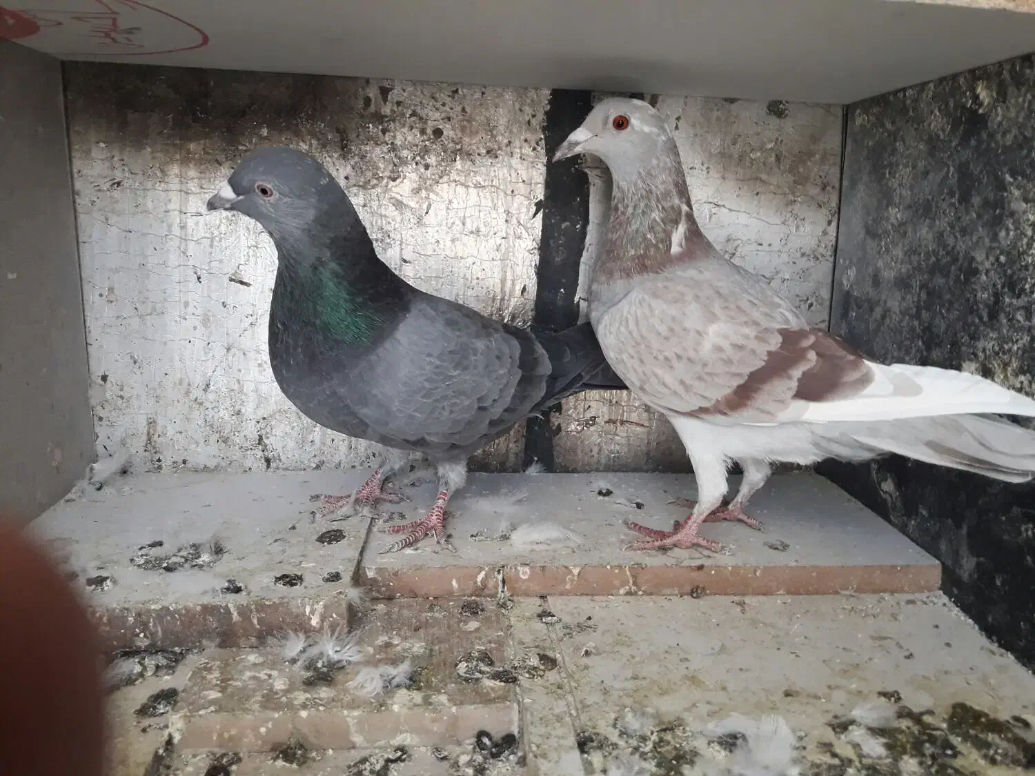 فروش کفتر کوهی . نامور.شازده.طوقی|پرنده|گل تپه, |دیوار