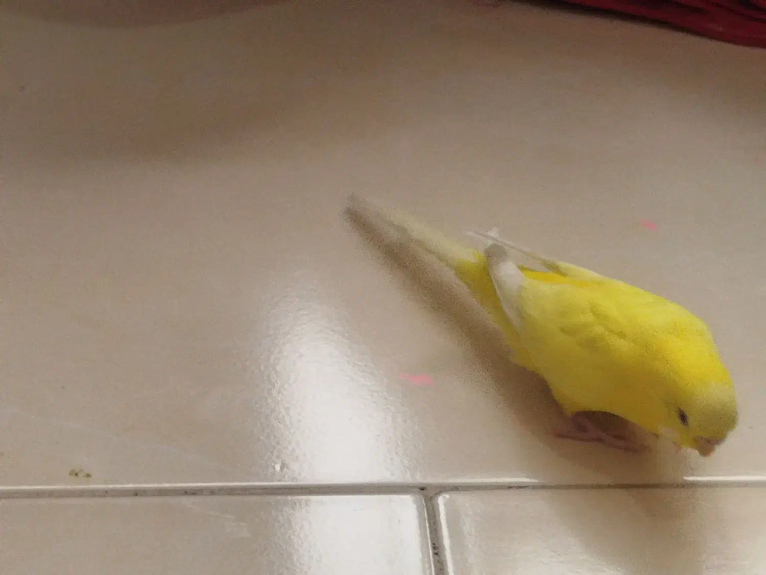 مرغ عشق جفت|پرنده|مشهد, شهرک مهرگان|دیوار