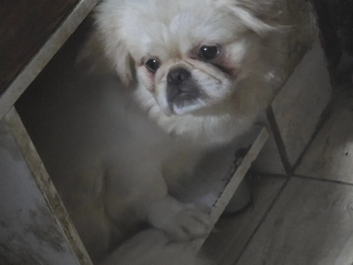 سگ پیکینیز ماده عقیم شده یک ساله|سگ|قائمشهر, |دیوار