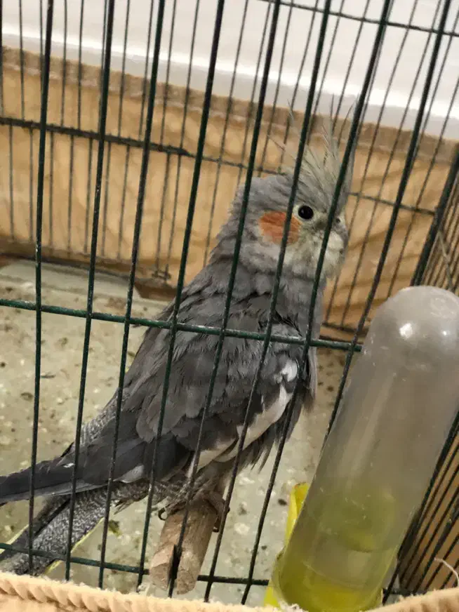 عروس هلندی|پرنده|بندر امام خمینی, |دیوار