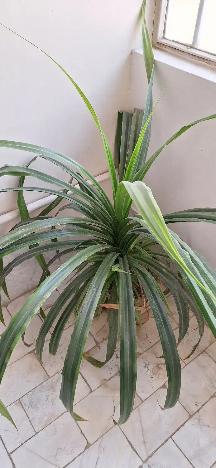 گل پاندانوس|گل و گیاه طبیعی|ورامین, ورامین|دیوار