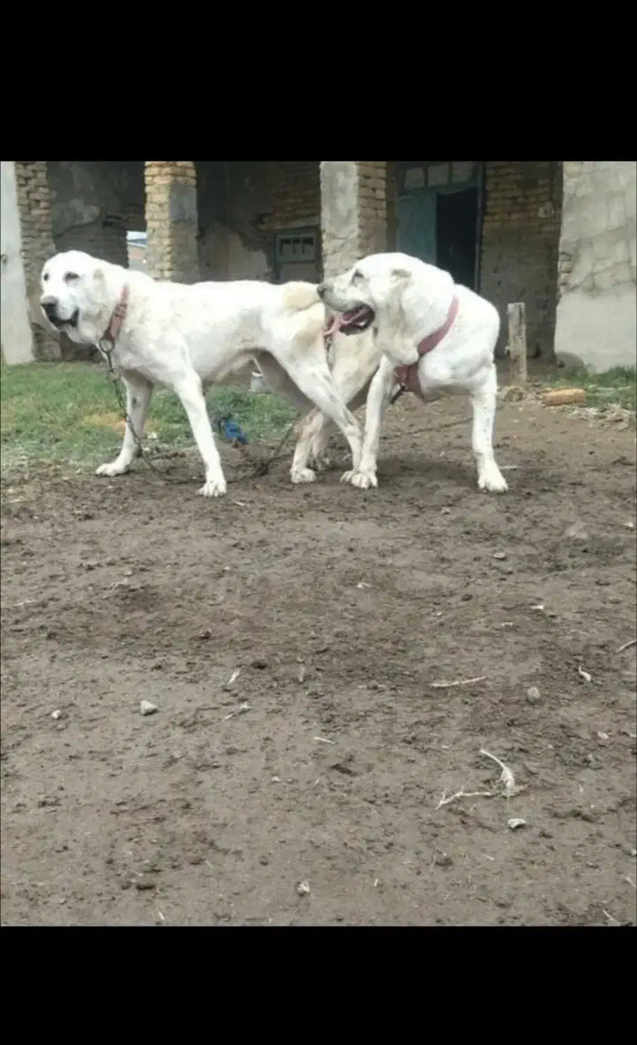 سگ الابای|سگ|شاهرود, |دیوار