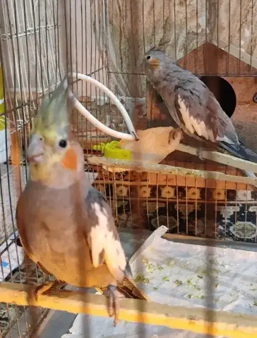 جفت عروس هلندی|پرنده|سوسنگرد, |دیوار