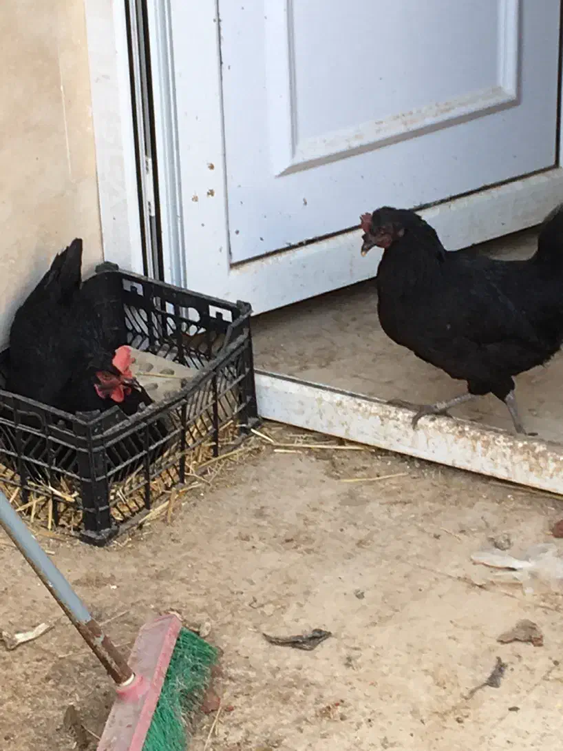 مرغ سیاه|حیوانات مزرعه|اهواز, شهرک نفت|دیوار