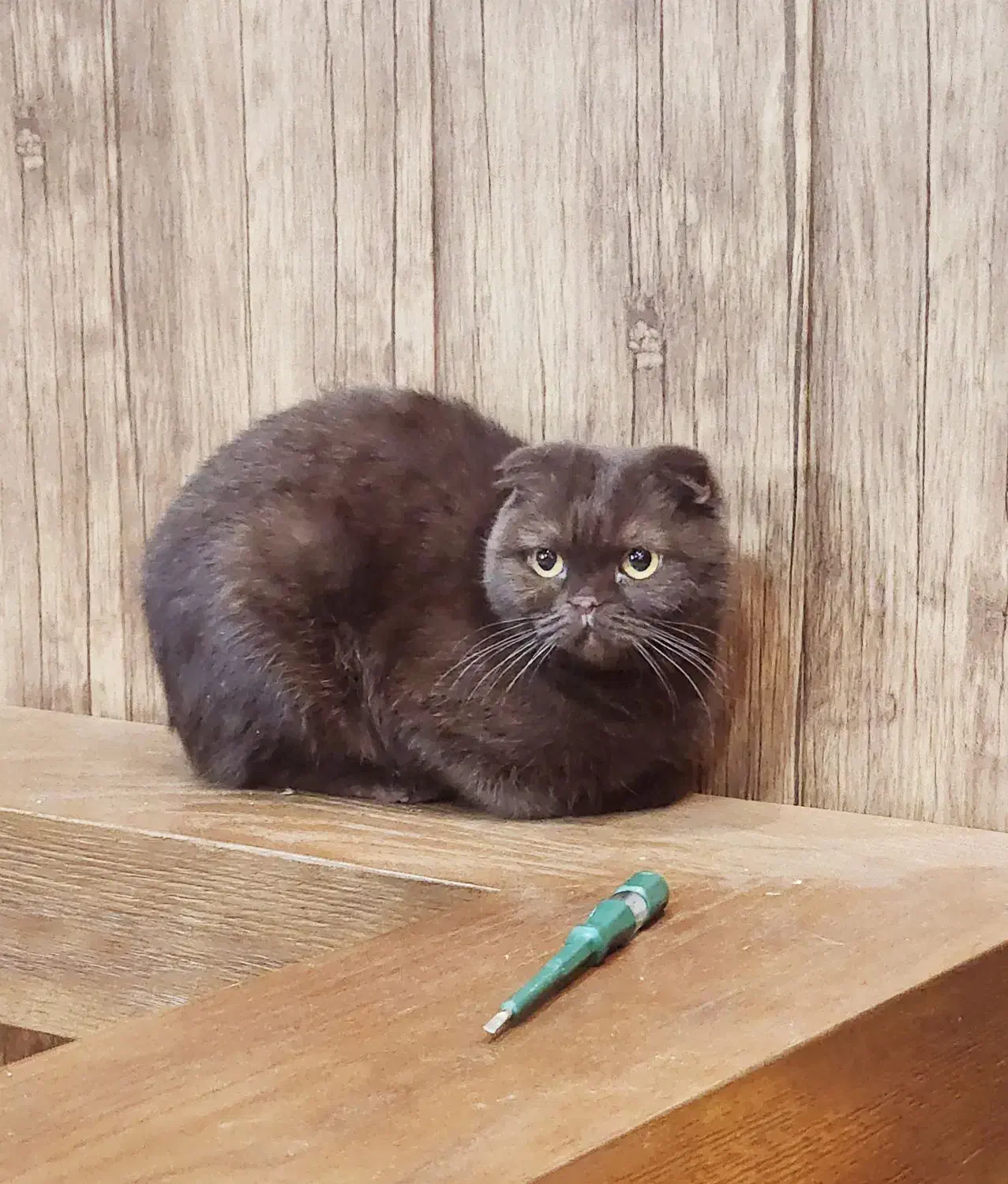 گربه اسکاتیش فولد|گربه|بومهن, |دیوار