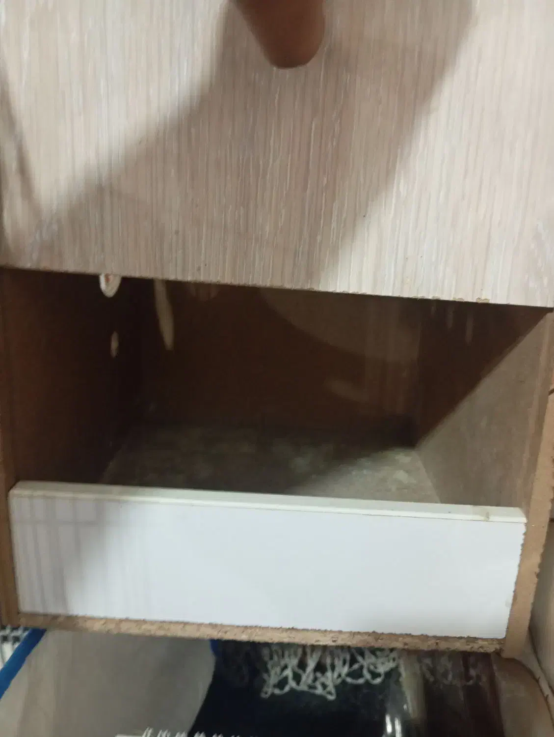 لون طوطی برزیلی ومرغ عیش در حویزه|پرنده|سوسنگرد, |دیوار