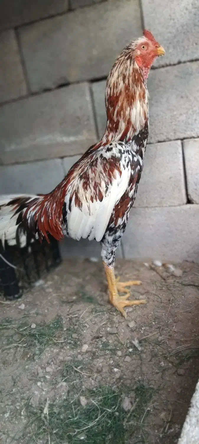 خروس لاری|حیوانات مزرعه|قلعه قاضی, |دیوار