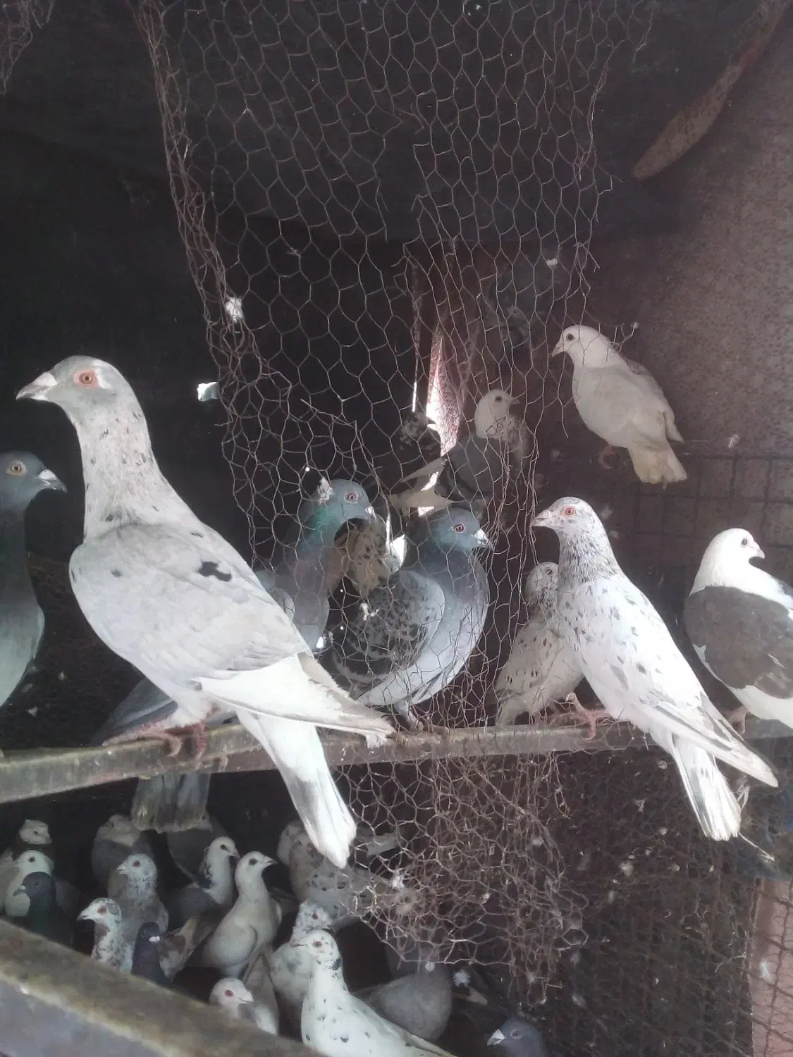 پلاکی ***|پرنده|مهریز, |دیوار