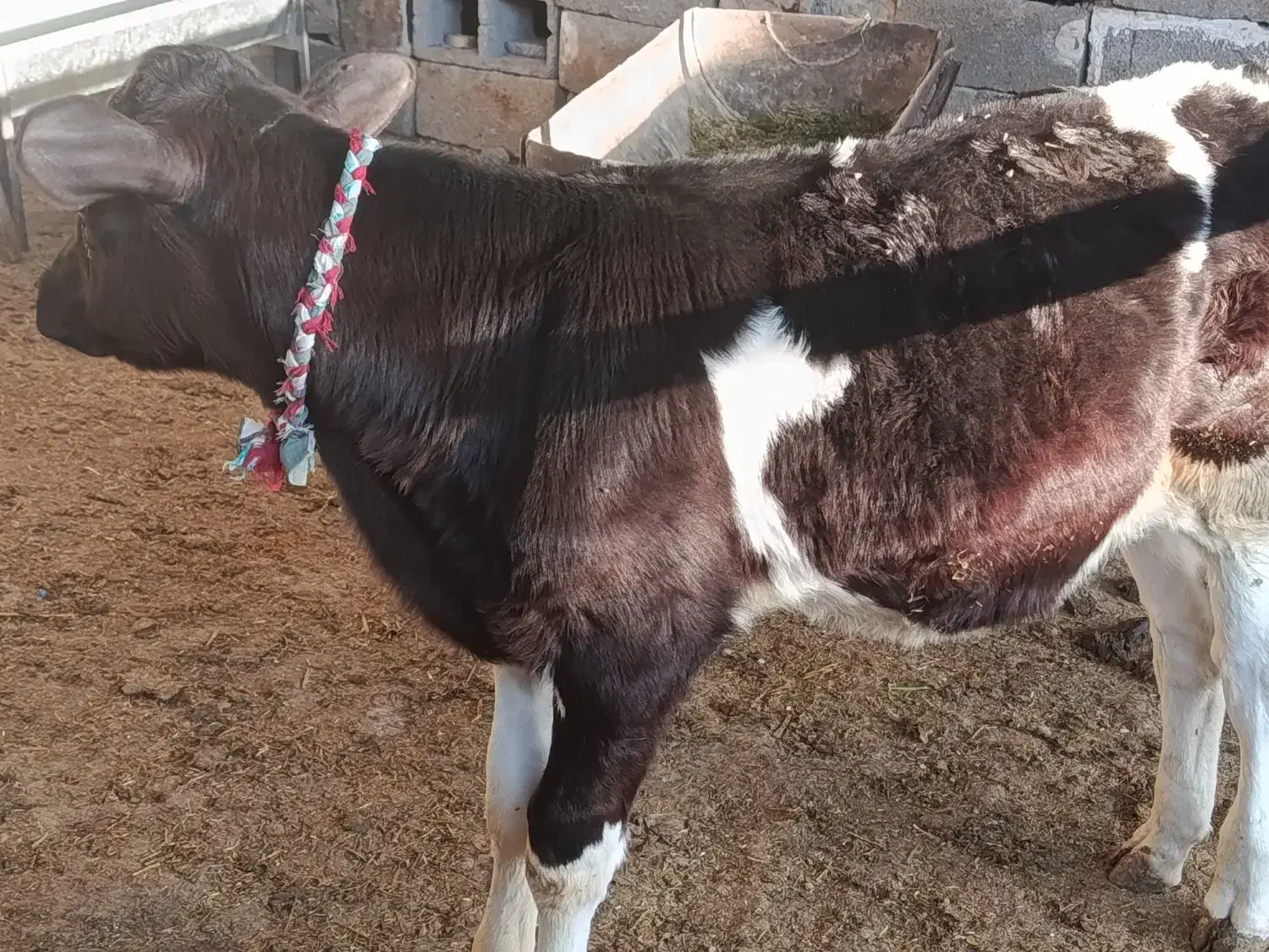 سه راس گوساله نر آمریکایی|حیوانات مزرعه|سیوان, |دیوار