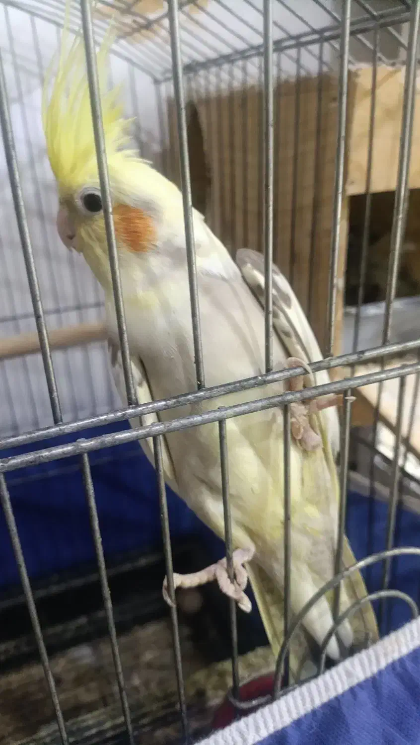 عروس هلندی با جوجه|پرنده|بندرعباس, |دیوار