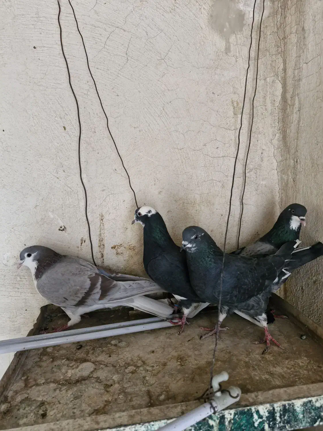 کبوتر|پرنده|خمینی‌شهر, |دیوار