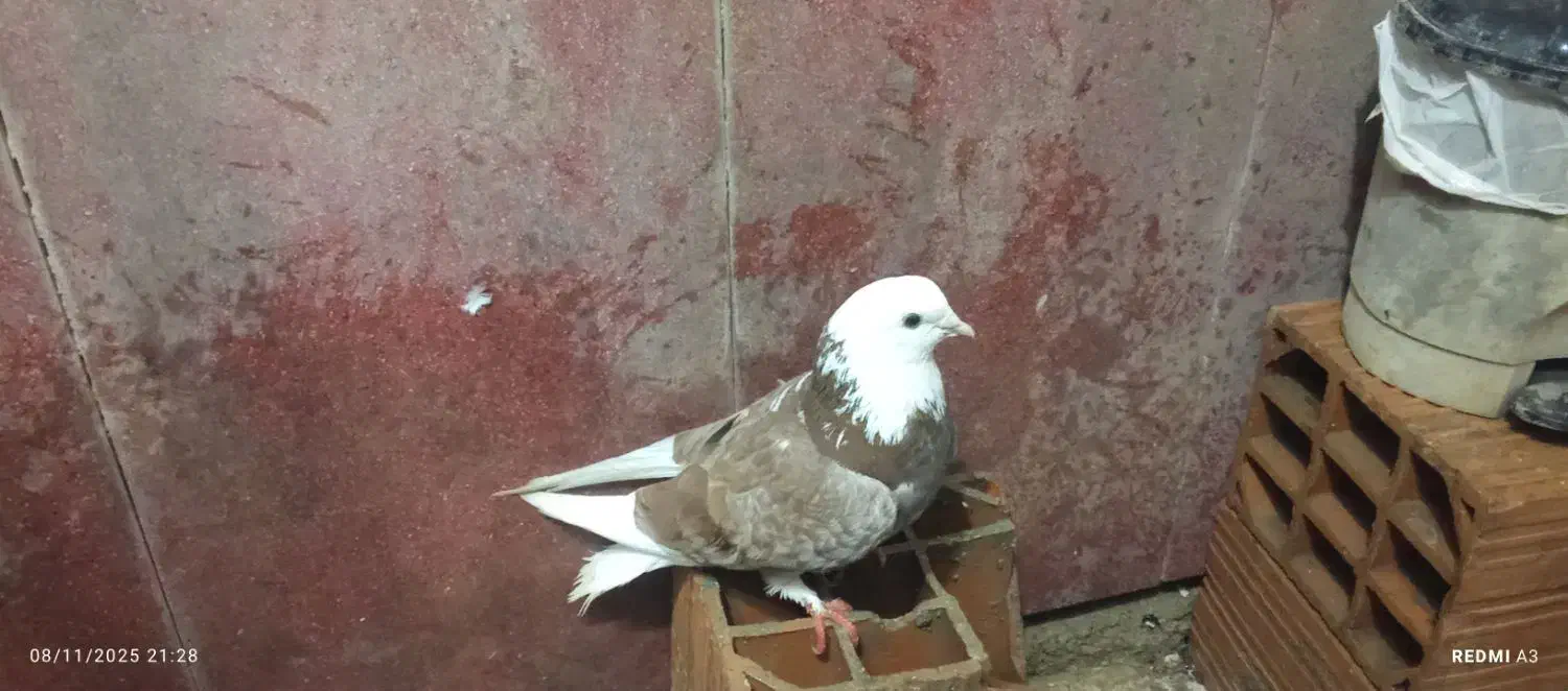 کبوتر ،کفتر سالم به شرط|پرنده|گرگان, |دیوار