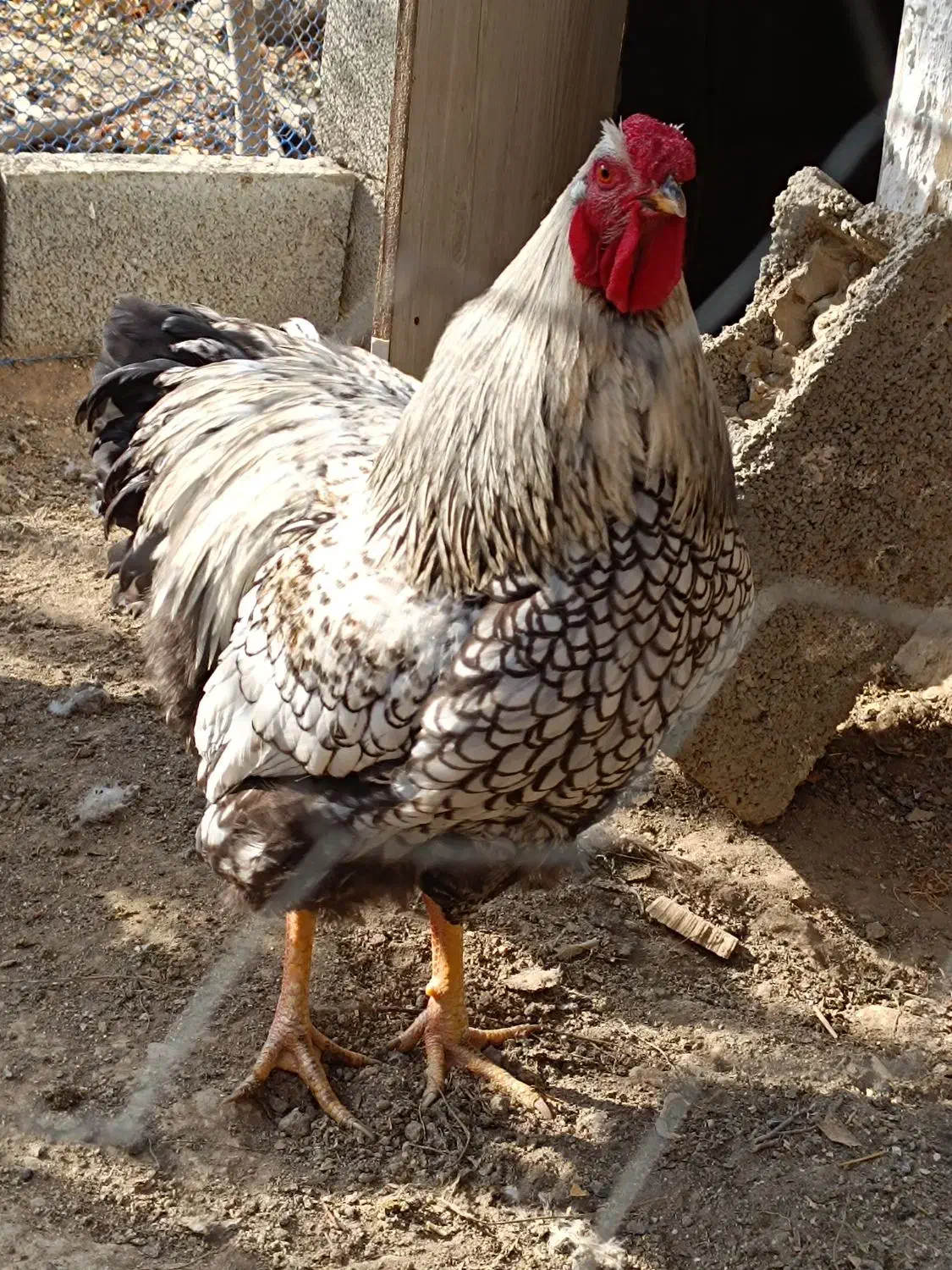 خروس ویاندوت|حیوانات مزرعه|کرج, حیدرآباد|دیوار