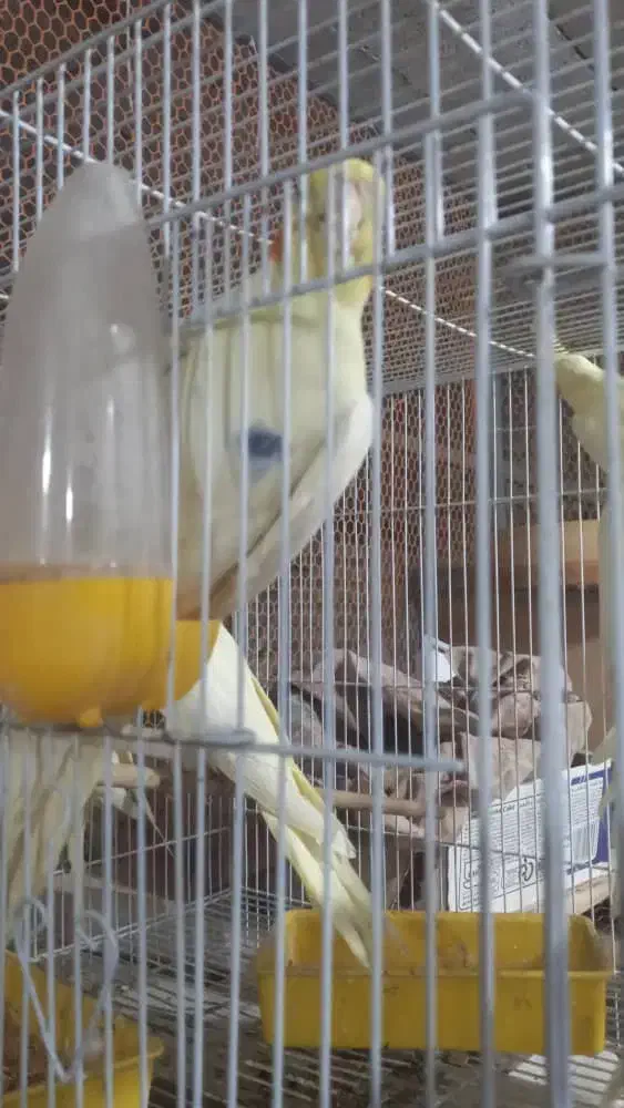 عروس هلندی دوکت|پرنده|عسلویه, |دیوار