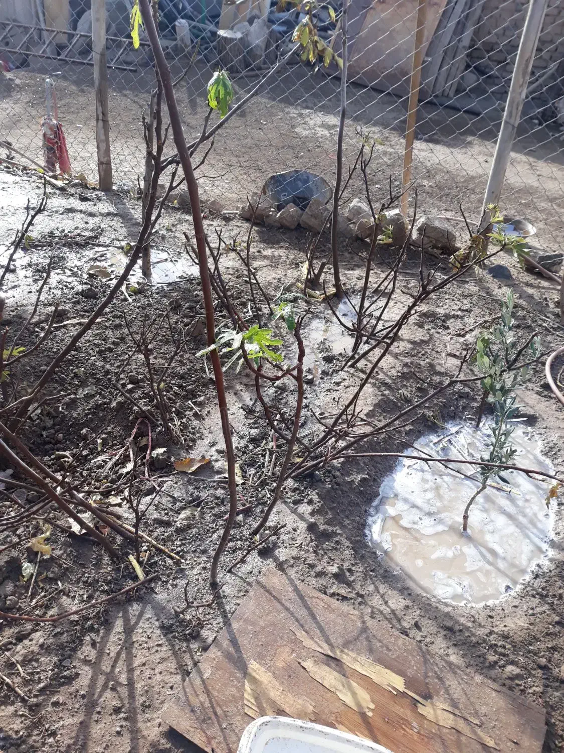 نهال انجیر گلابی وانگور بیدانه سفید|خدمات باغبانی و درختکاری|محمدیه-قزوین, |دیوار