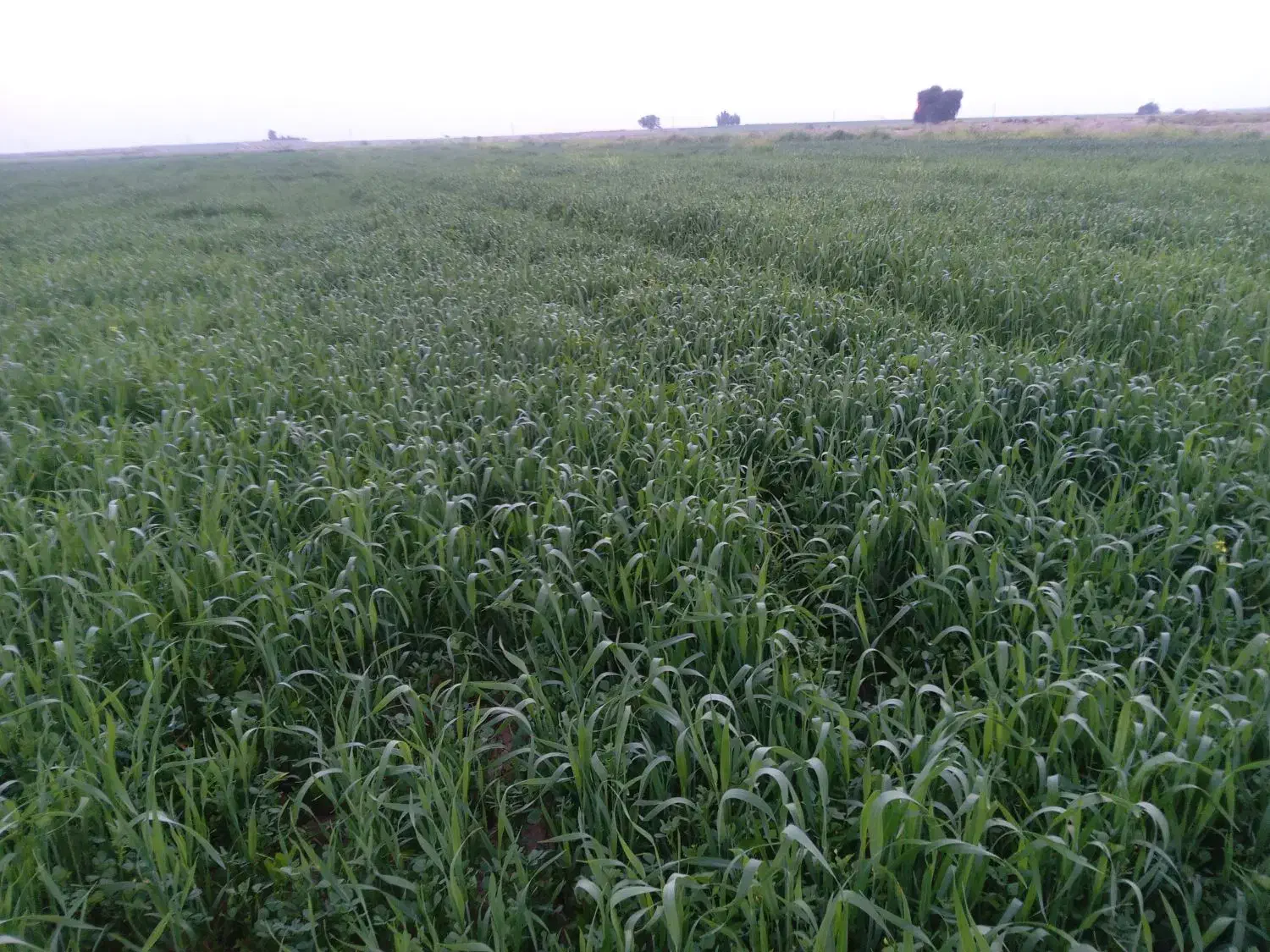 اجاره زمین کشاورزی|اجارهٔ دفتر صنعتی، کشاورزی، تجاری|شوشتر, |دیوار