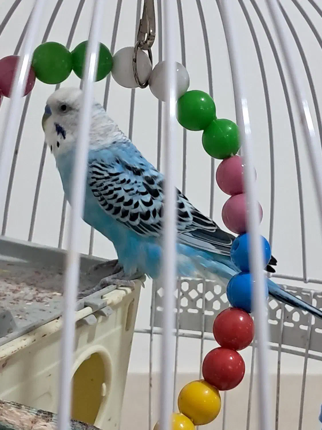 قفس پایه دار و یک عدد مرغ عشق|پرنده|فردوس (خراسان), |دیوار