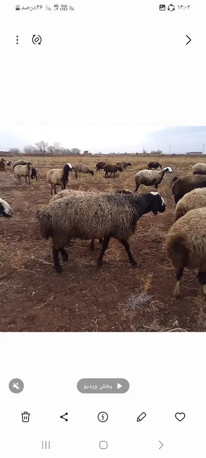 میش شال|حیوانات مزرعه|اسفرورین, |دیوار