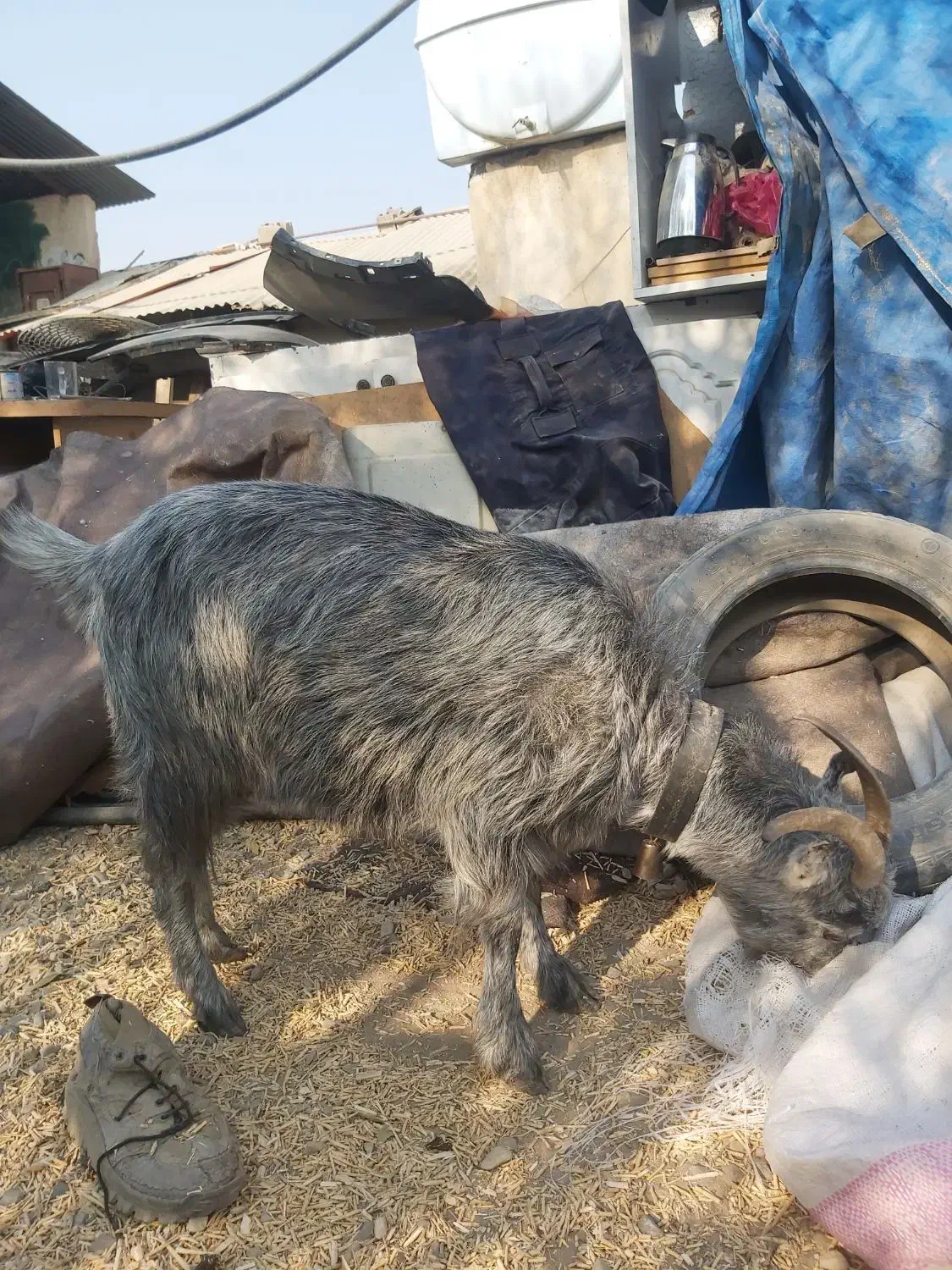 بز ماده|حیوانات مزرعه|شریفآباد, |دیوار