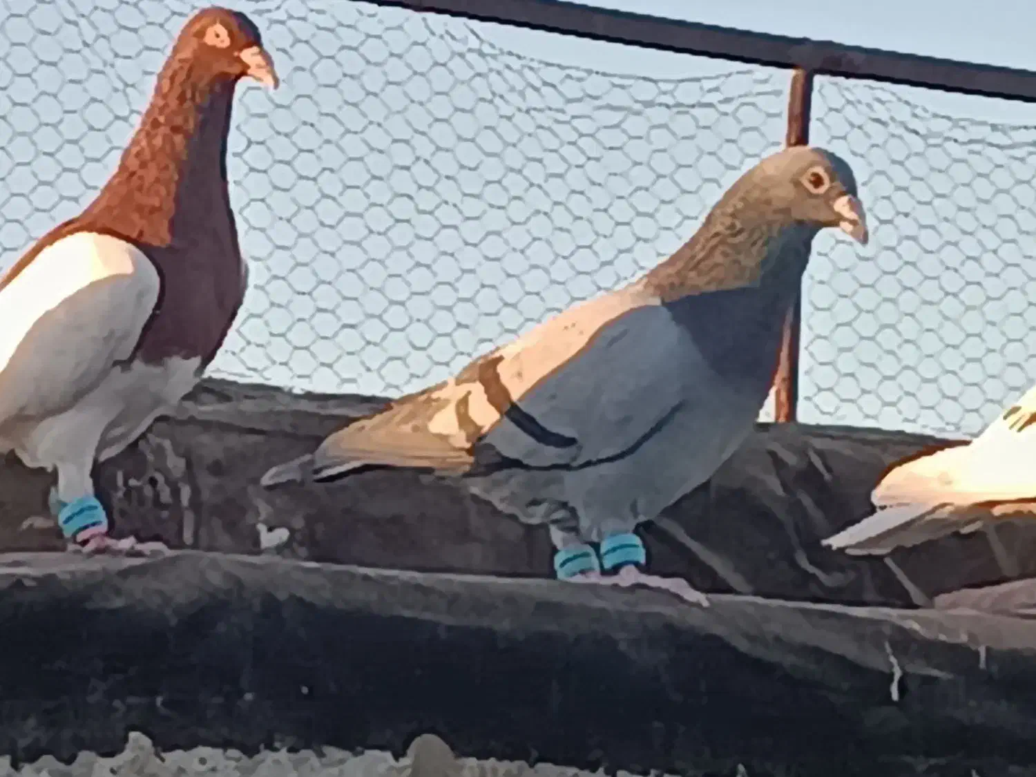 کفتر سار ماده سبزنر و جوجه ساده وپولک|پرنده|قلندر آباد, |دیوار