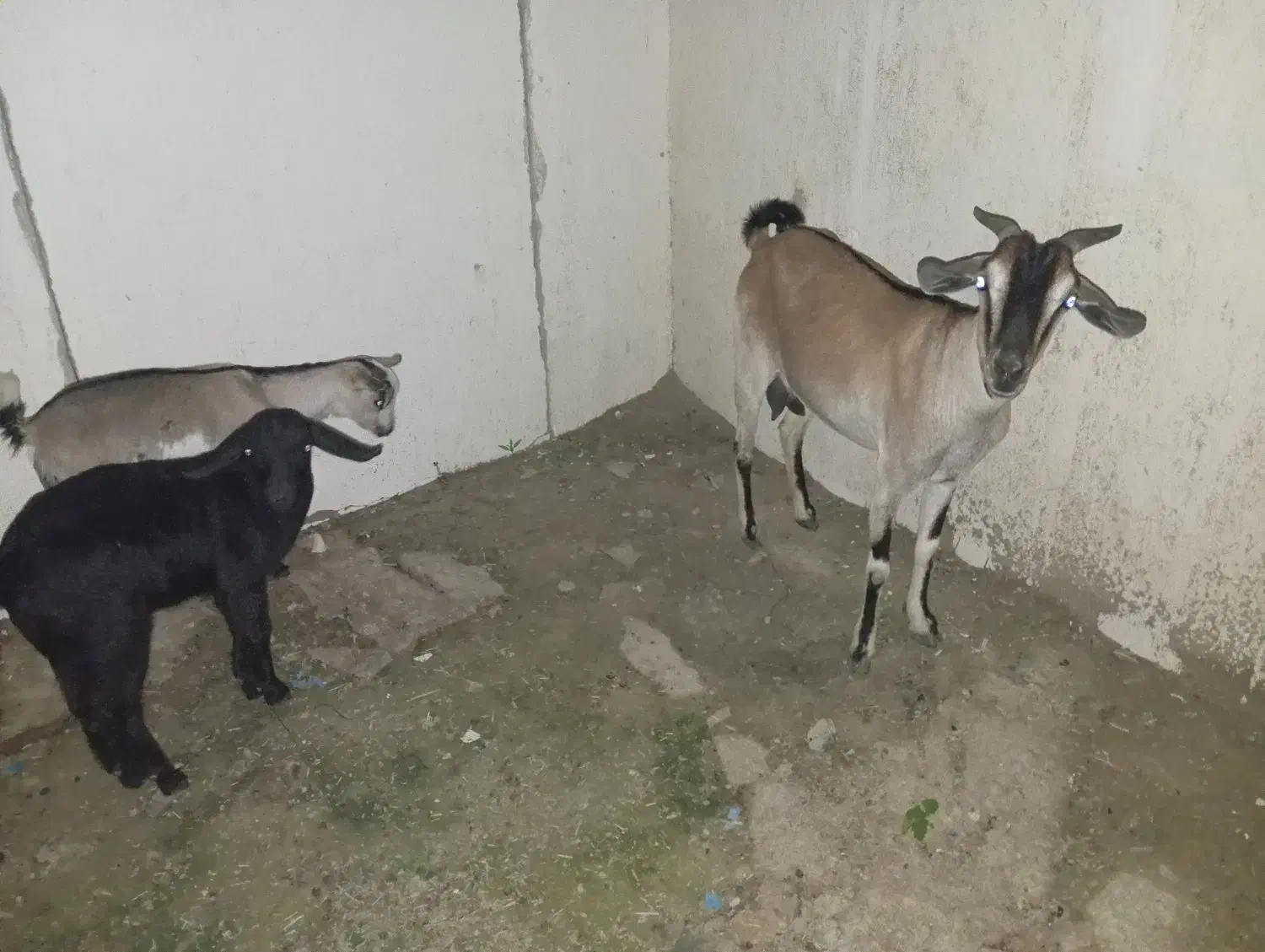 کهره جمولی|حیوانات مزرعه|قشم, |دیوار