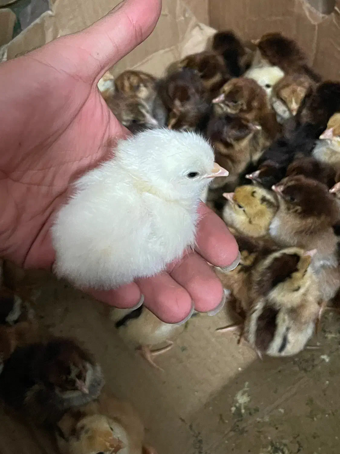 جوجه محلی|حیوانات مزرعه|بابل, |دیوار