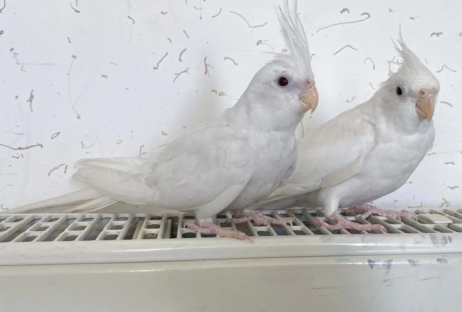 عروس هلندی آلبینو|پرنده|شیروان (خراسان), |دیوار