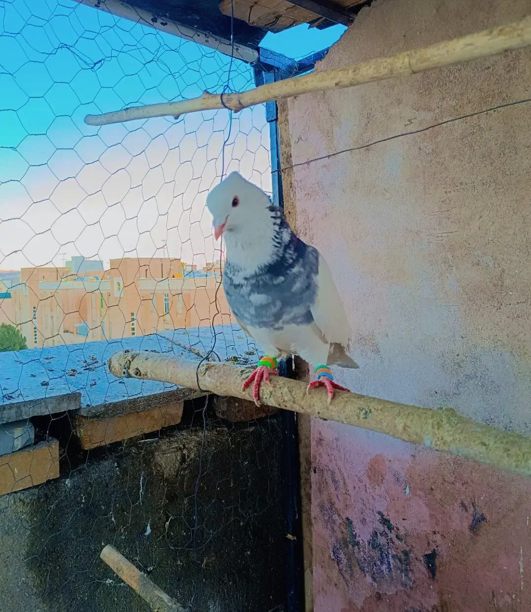 طوقی کاکولی|پرنده|همدان, |دیوار