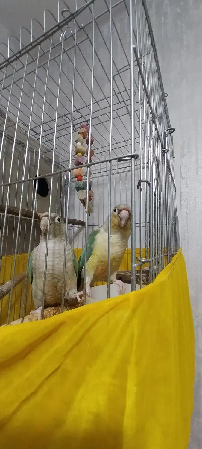 طوطی جفت|پرنده|پاکدشت, پاکدشت (مامازند)|دیوار