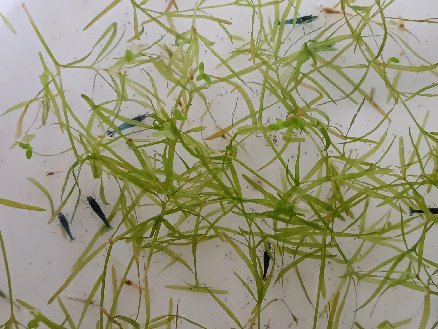 شریمپ|ماهی|اردبیل, |دیوار