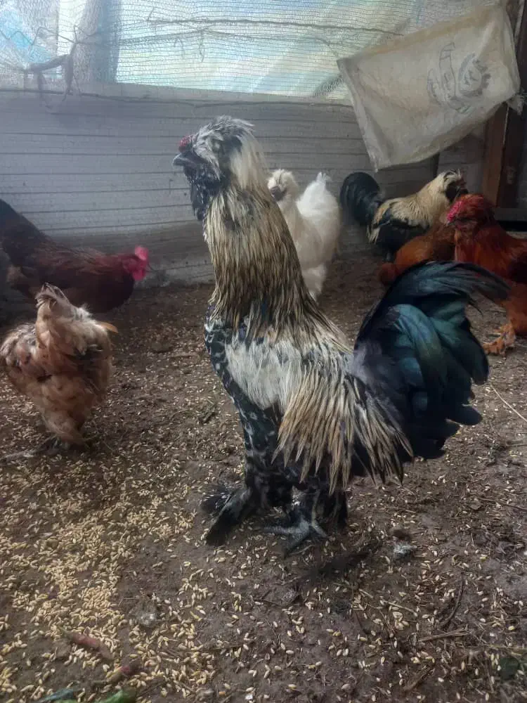 مرغ و خروس|حیوانات مزرعه|رشت, شهرک صبا|دیوار