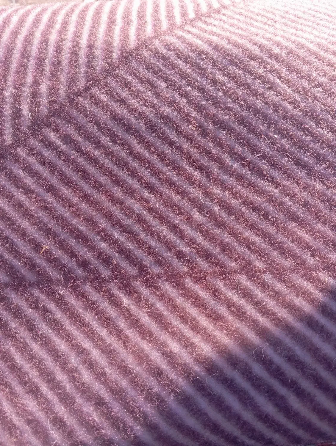 موکت متری|موکت|خاش, |دیوار